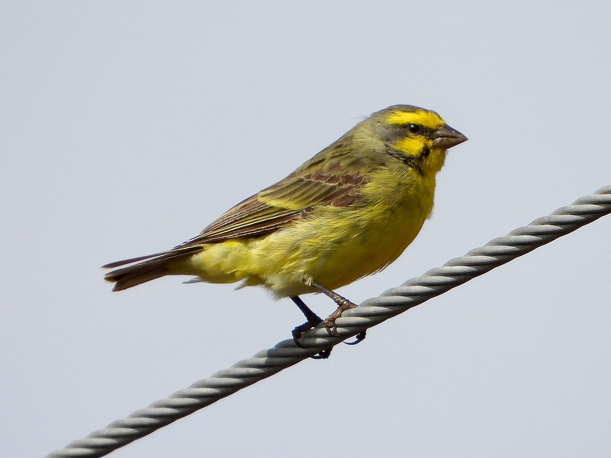 Yellow-fronted Canary - Andrew Wappat