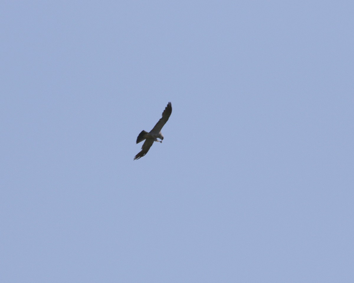 Mississippi Kite - ML600892101