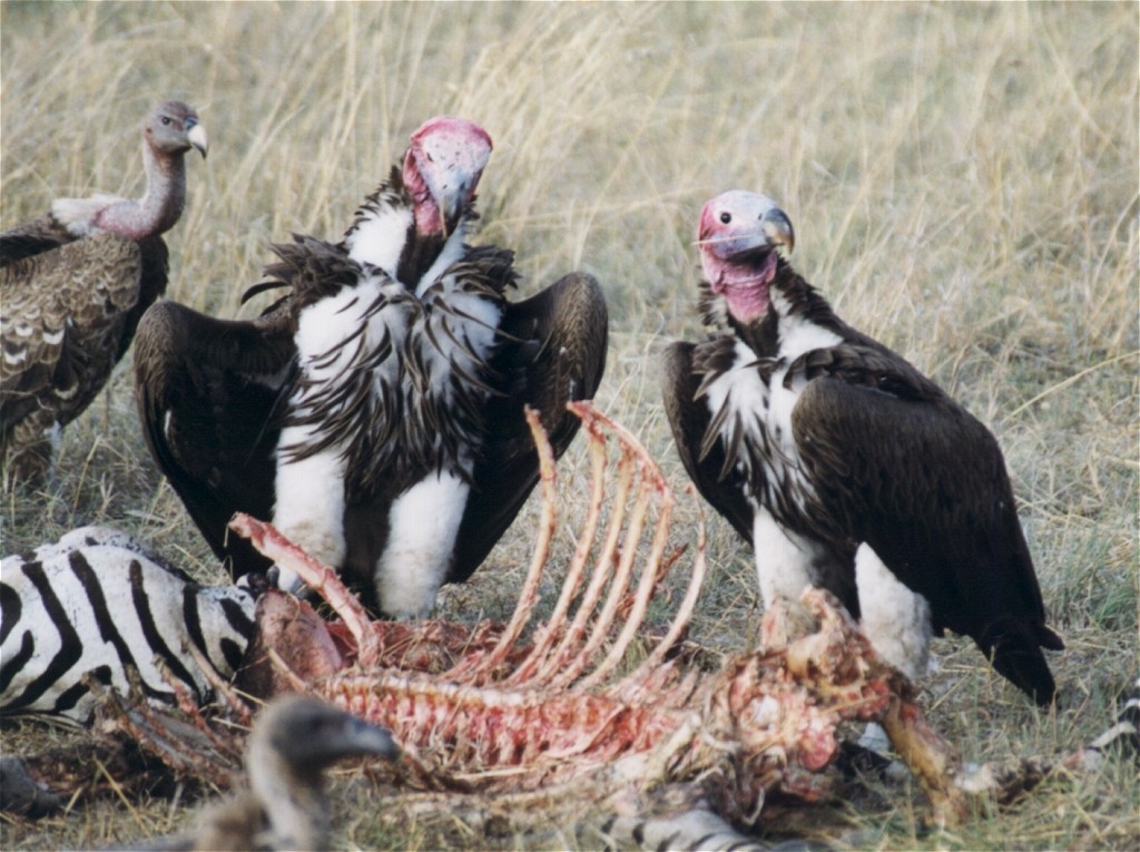 Lappet-faced Vulture - ML600892821