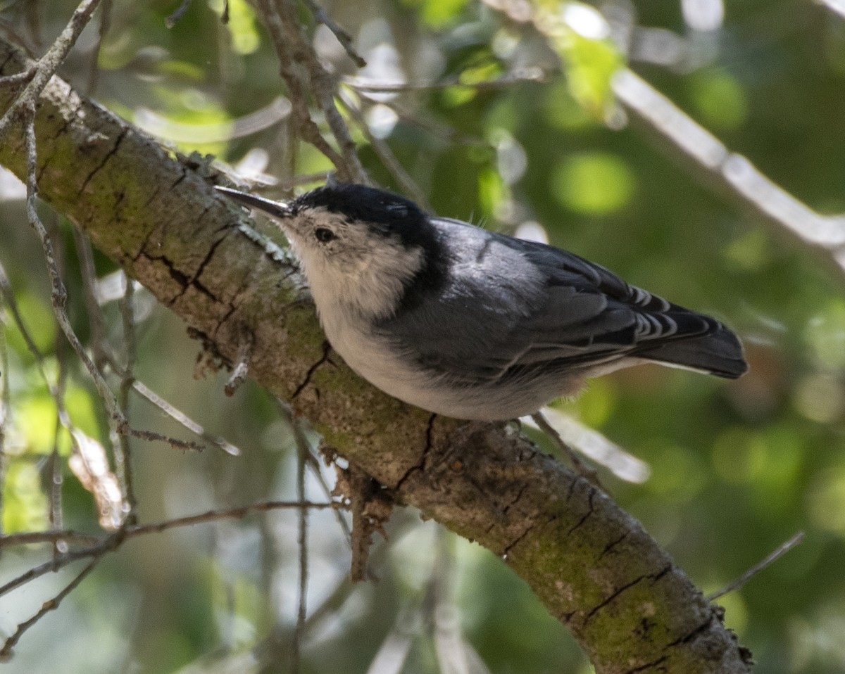 White-breasted Nuthatch - ML600892851