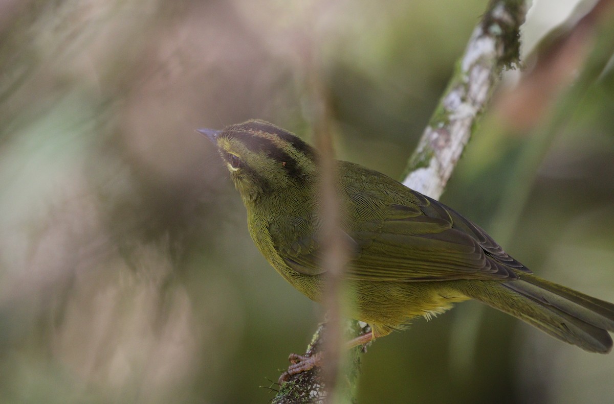 Two-banded Warbler (Two-banded) - Richard Greenhalgh