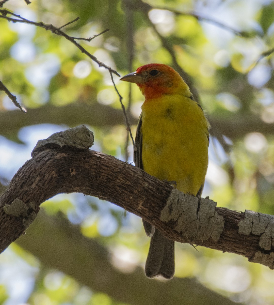 Western Tanager - ML600893031