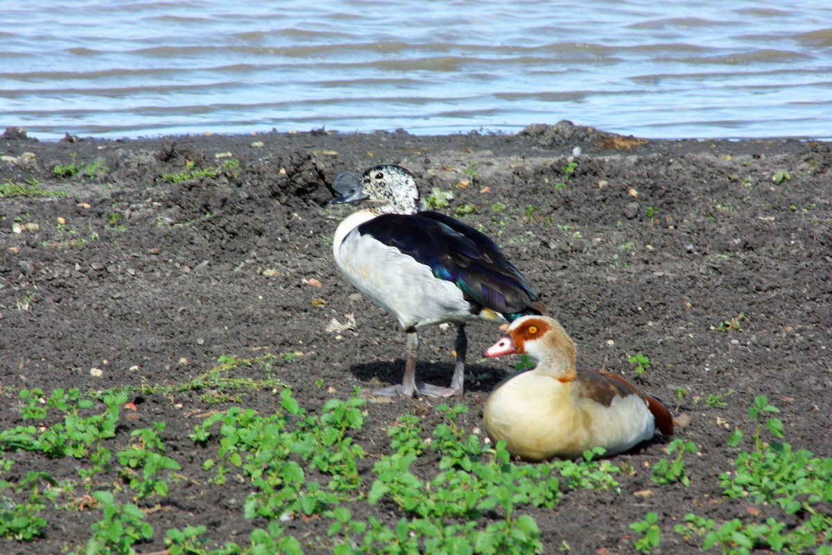 Knob-billed Duck - ML60089311