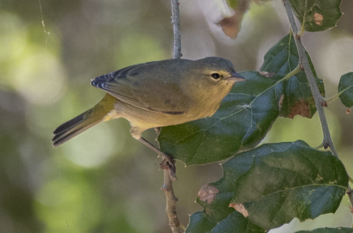 Orange-crowned Warbler - ML600893161