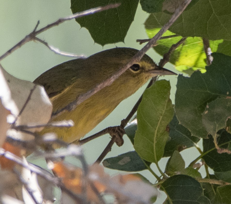 Orange-crowned Warbler - Steve Hovey