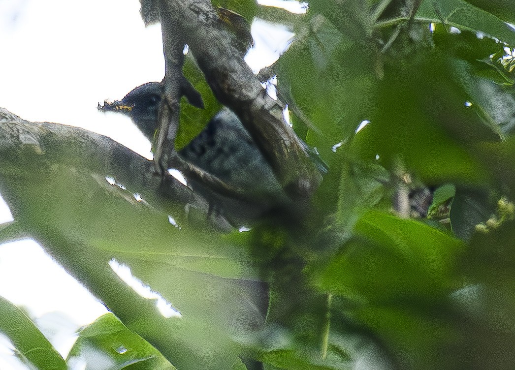 Azure-rumped Tanager - ML600893531