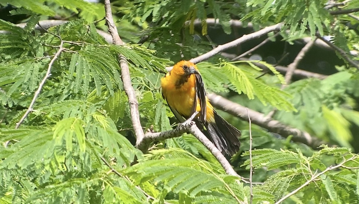 Streak-backed Oriole (Streak-backed) - ML600893571