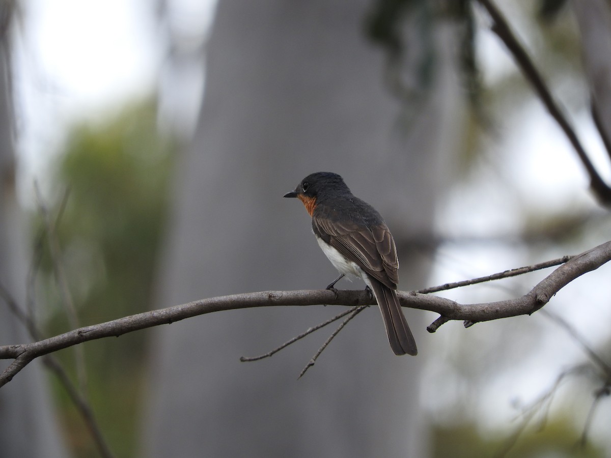 Satin Flycatcher - ML60089371