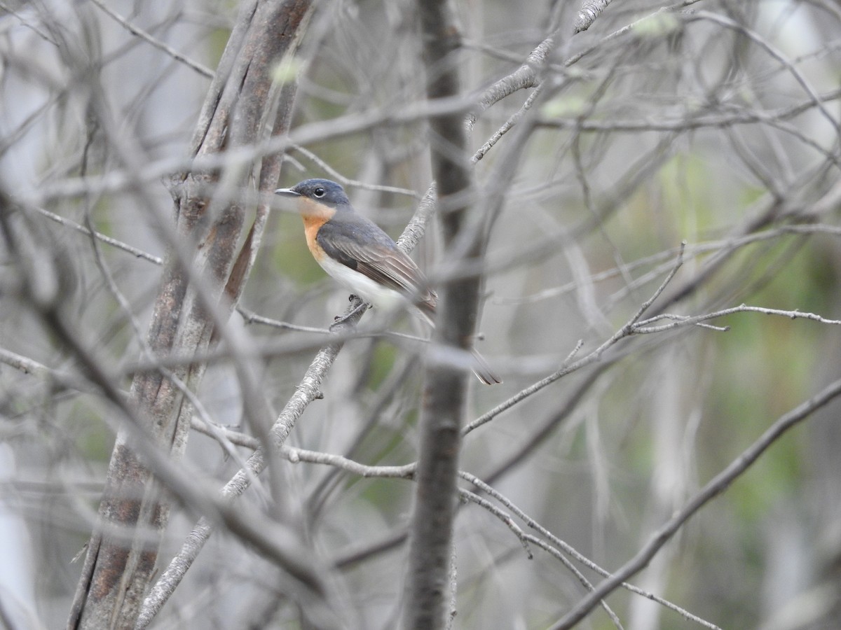 Satin Flycatcher - Archer Callaway