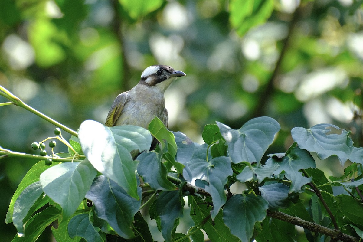 Light-vented Bulbul - ML600894301