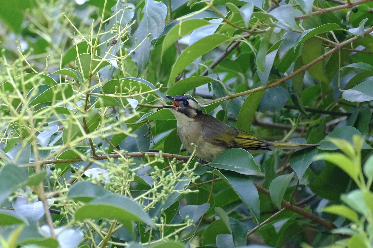 Light-vented Bulbul - ML600894311