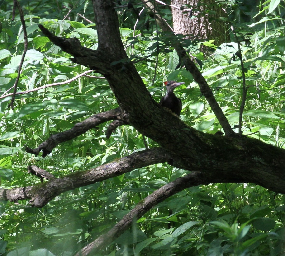 Pileated Woodpecker - Don Coons