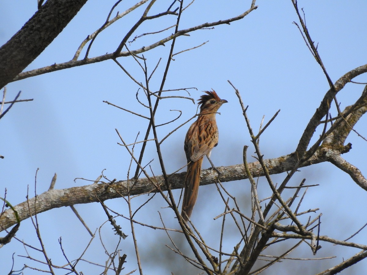 Striped Cuckoo - ML600895351