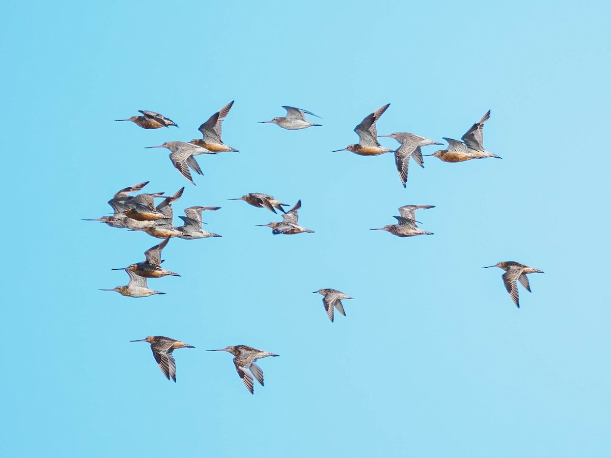 Bar-tailed Godwit - ML600896011