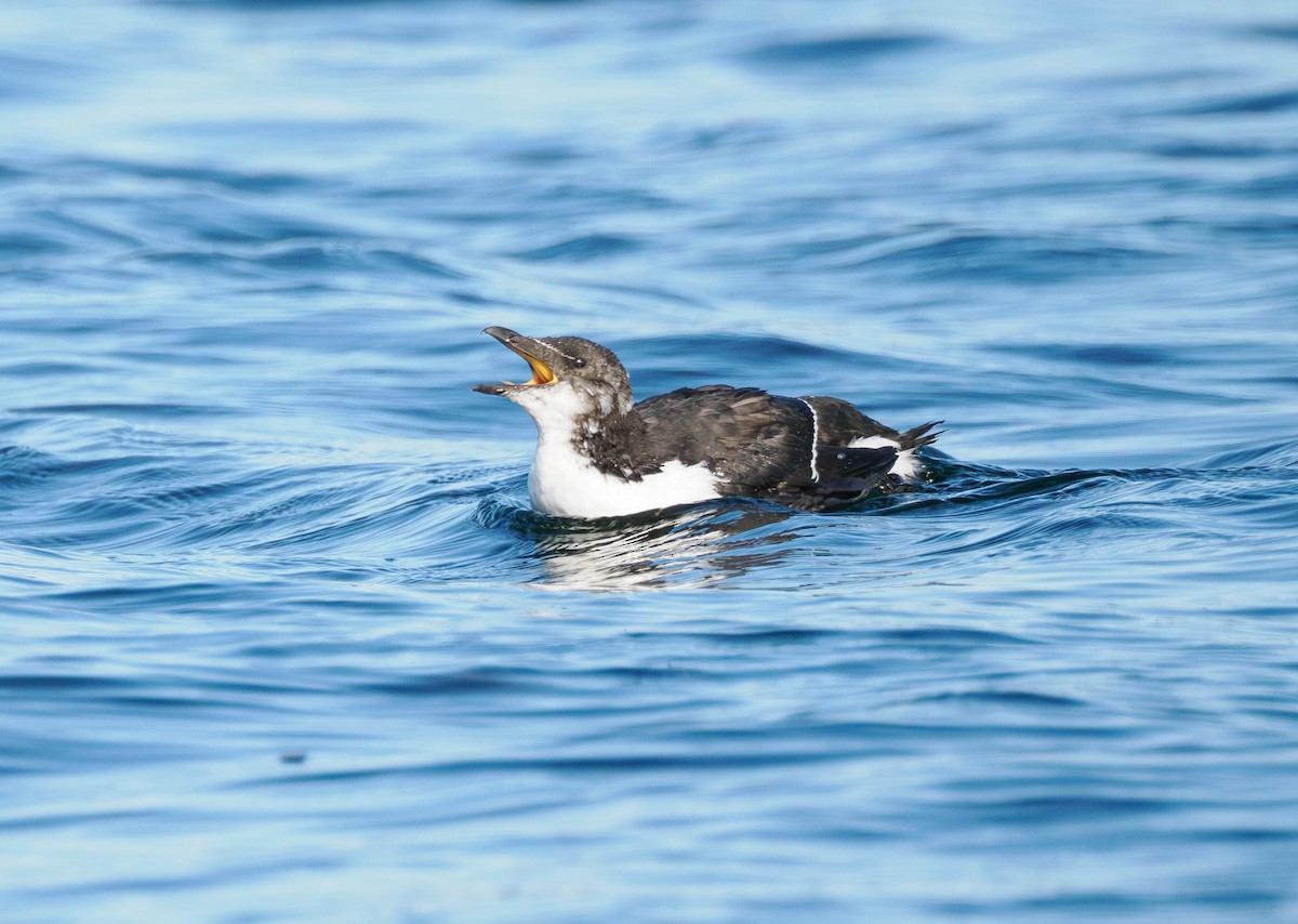 Razorbill - Colin Leslie