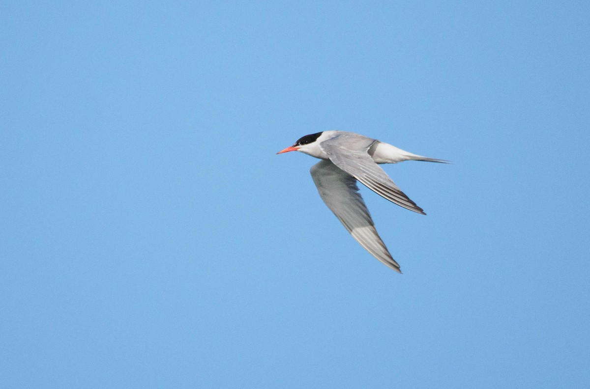 Common Tern - Colin Leslie