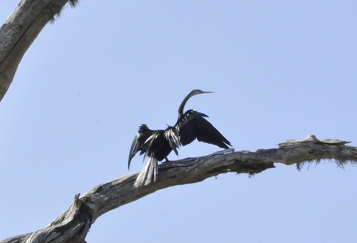 Oriental Darter - ML600897201