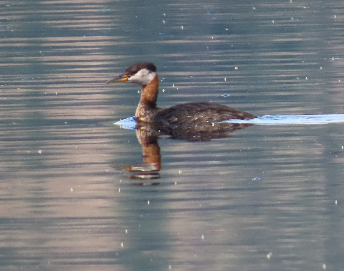Red-necked Grebe - ML600897821