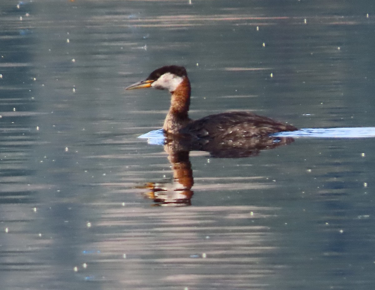 Red-necked Grebe - ML600897831