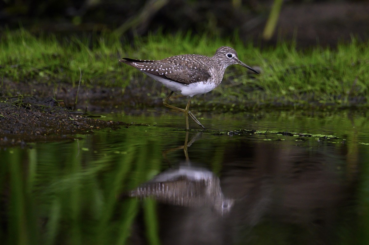 Solitary Sandpiper - ML600898001