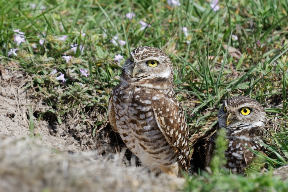 Burrowing Owl - ML600898591