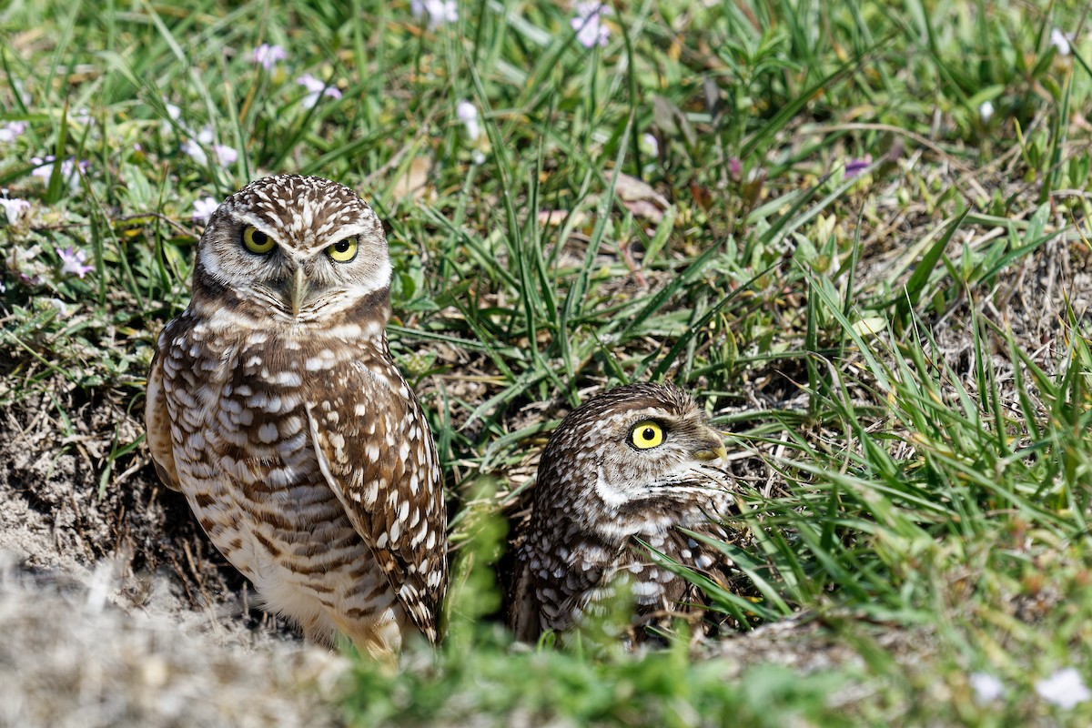 Burrowing Owl - ML600898611