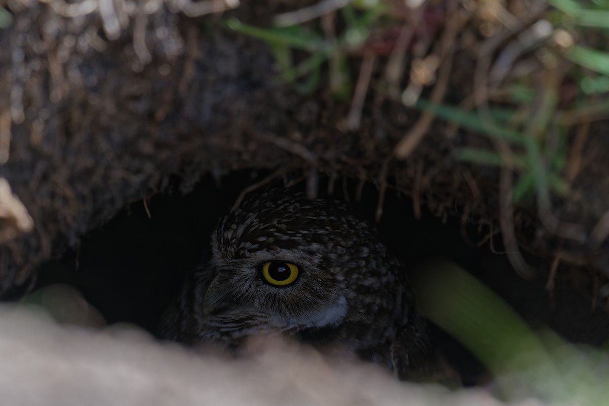 Burrowing Owl - ML600899681
