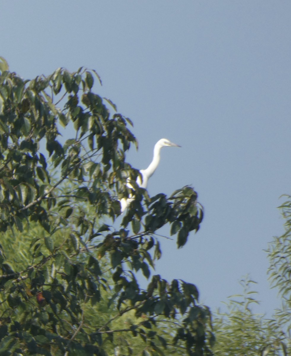 Little Blue Heron - ML600899701