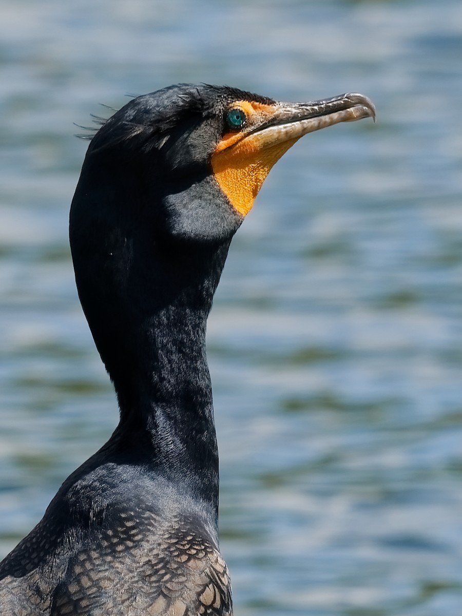 Double-crested Cormorant - ML600899821