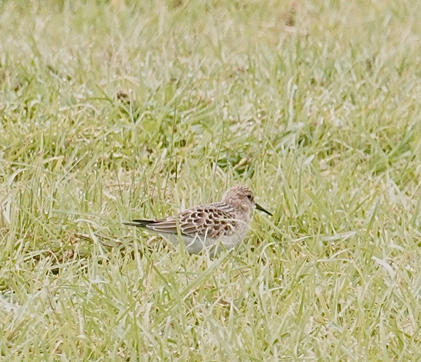 Baird's Sandpiper - ML600901421