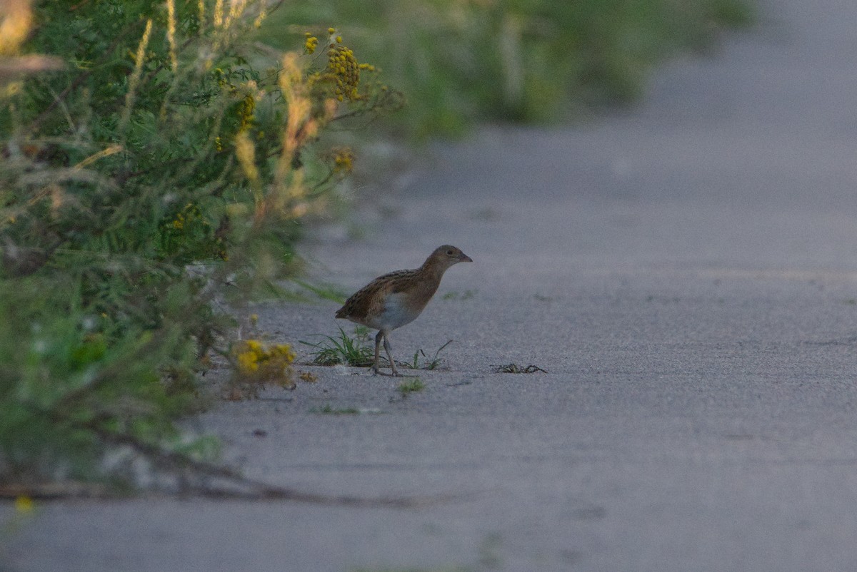 Corn Crake - ML600901661