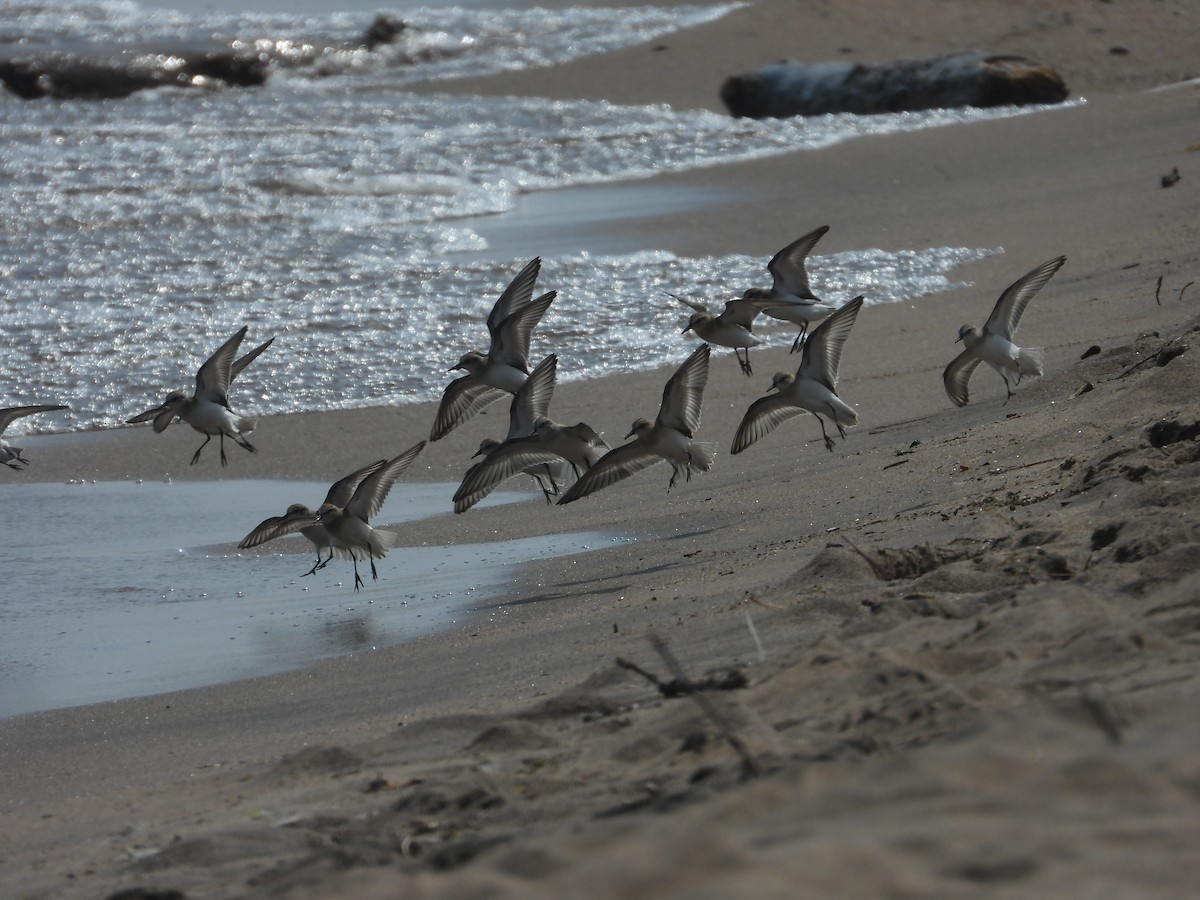 Semipalmated Sandpiper - ML600902611