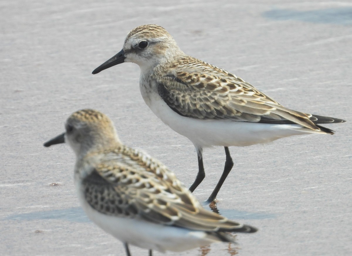 Semipalmated Sandpiper - ML600902621