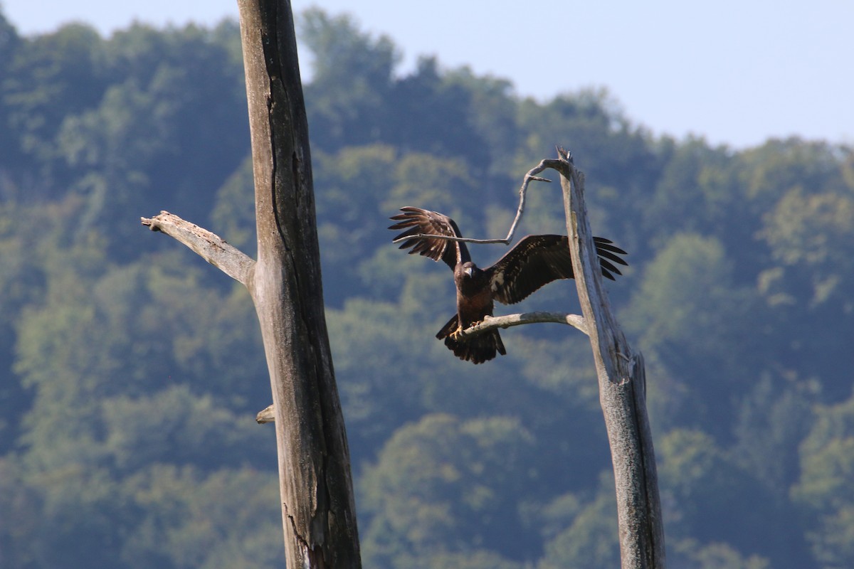 Bald Eagle - ML600903191