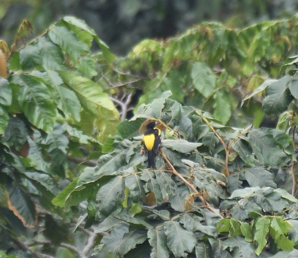 Bar-winged Oriole - ML600904251