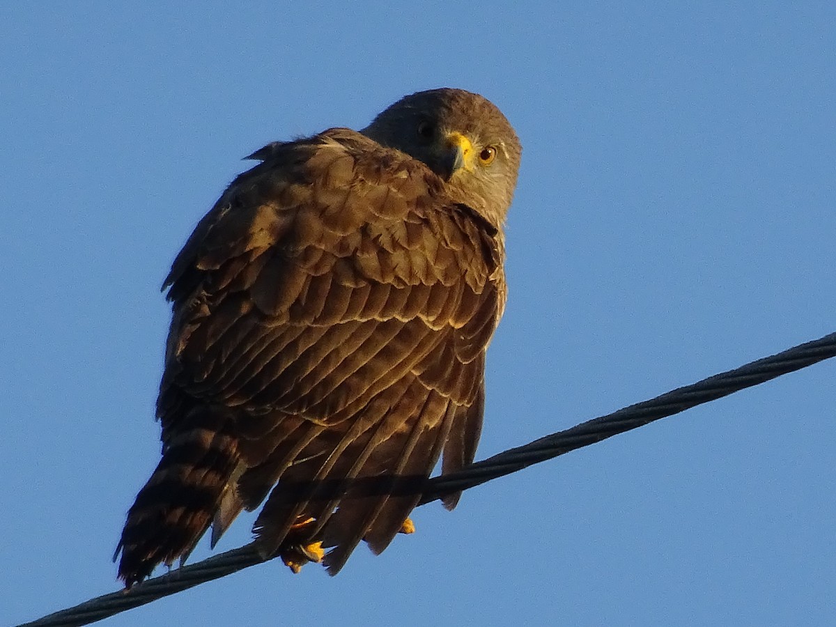 Roadside Hawk - ML600905301