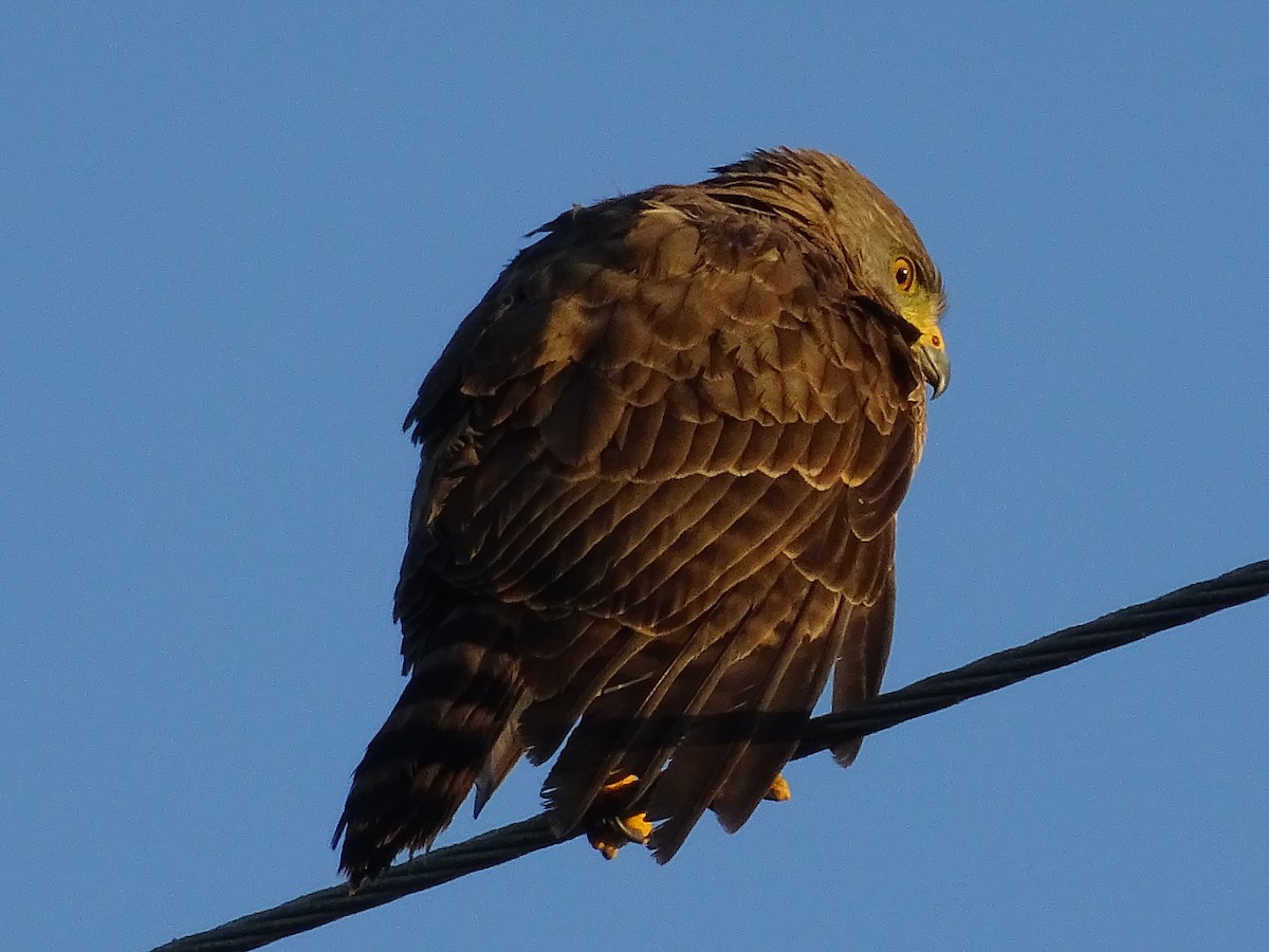 Roadside Hawk - Emanuel Serech