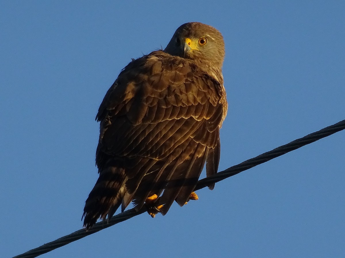 Roadside Hawk - ML600905321