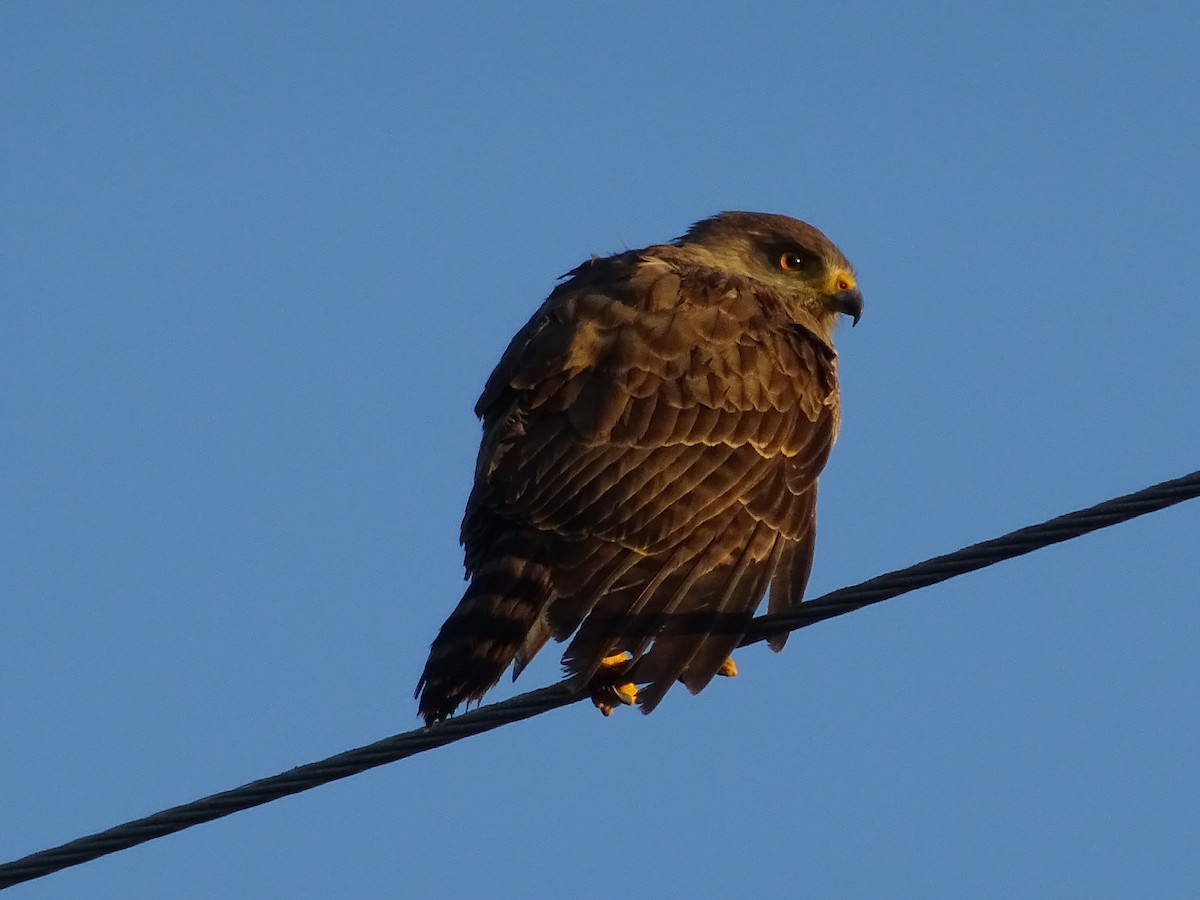 Roadside Hawk - ML600905331