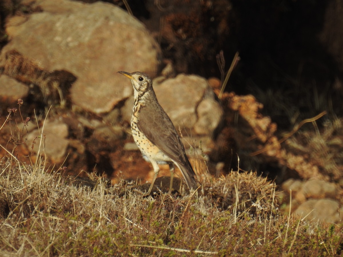 Ethiopian Thrush - Akash Gulalia