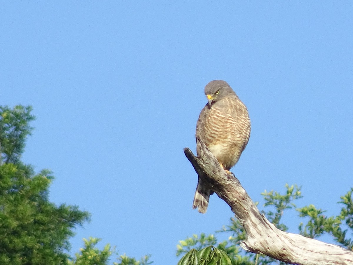 Roadside Hawk - ML600906131