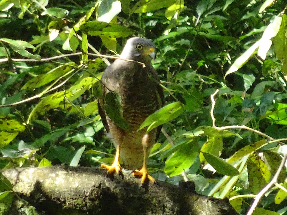 Roadside Hawk - ML600906141