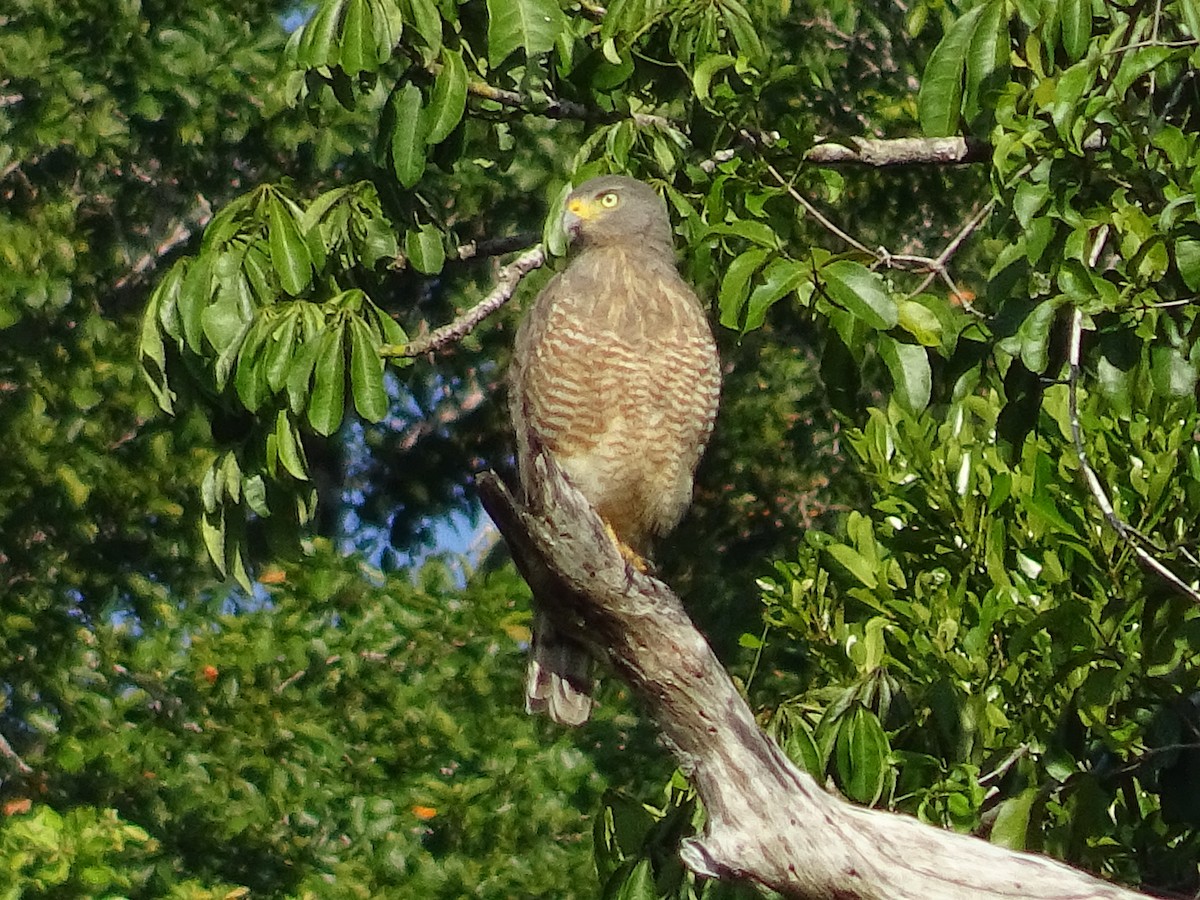 Roadside Hawk - ML600906161