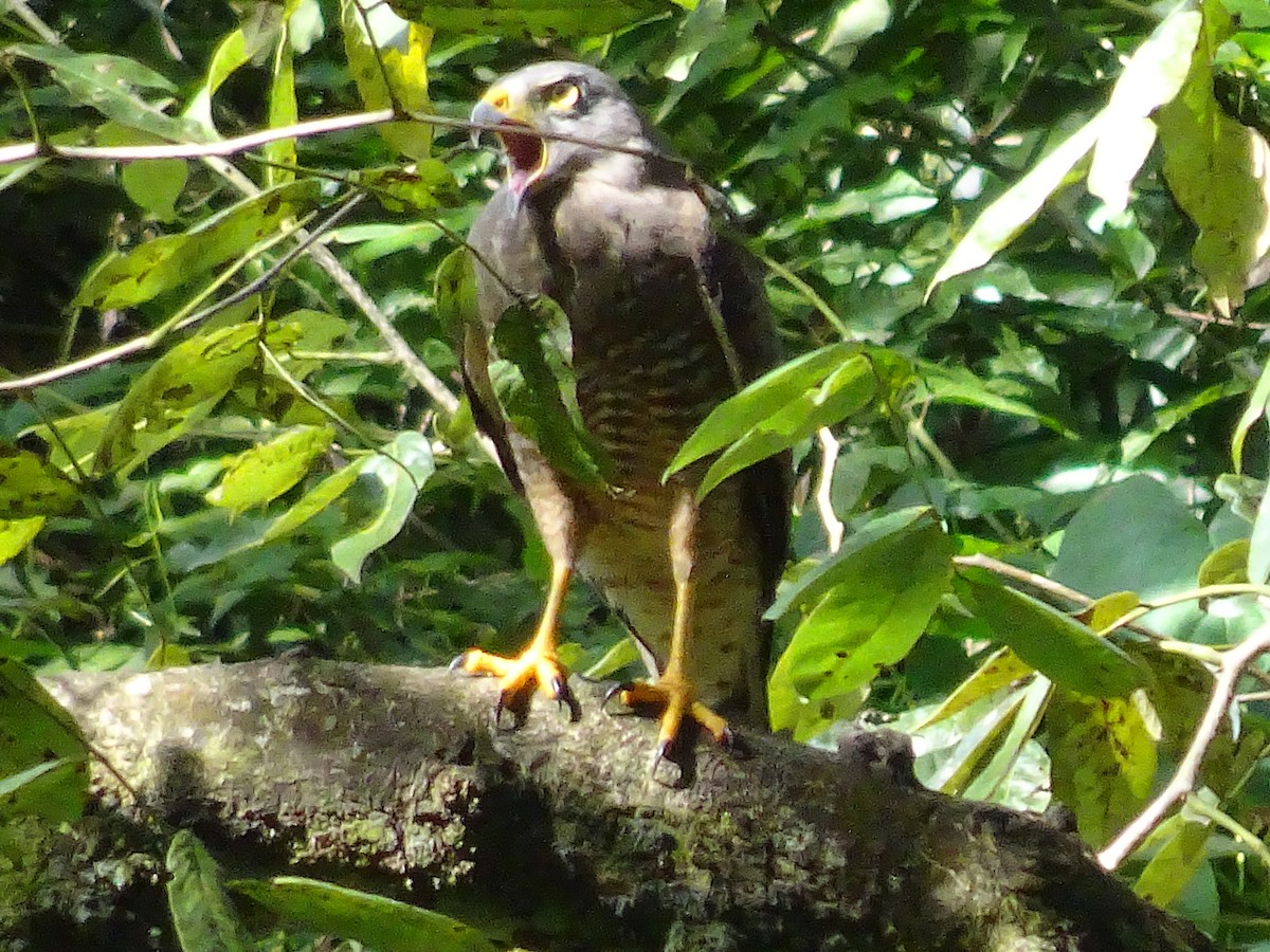 Roadside Hawk - ML600906181