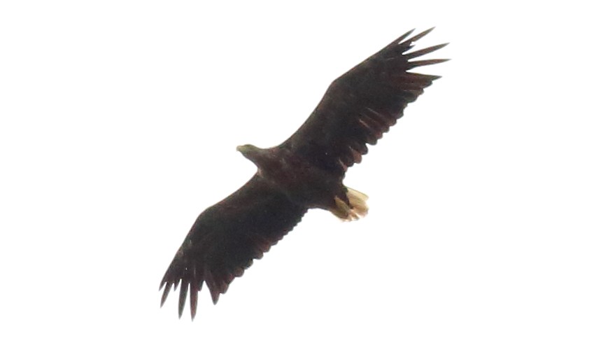 White-tailed Eagle - ML600906231