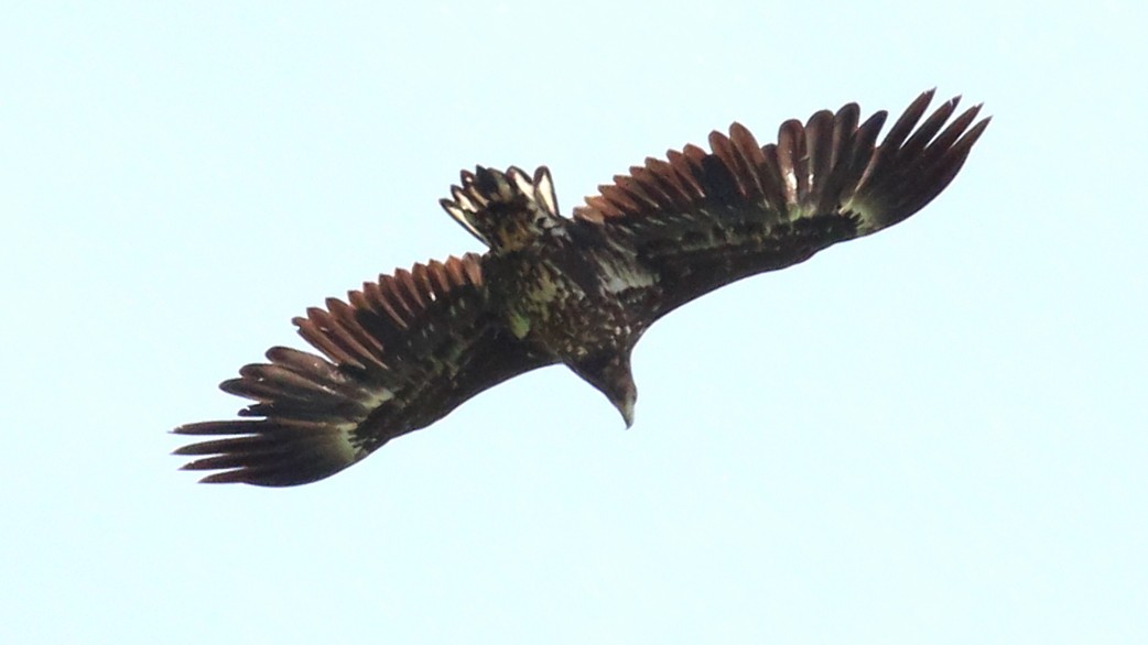 White-tailed Eagle - ML600906251