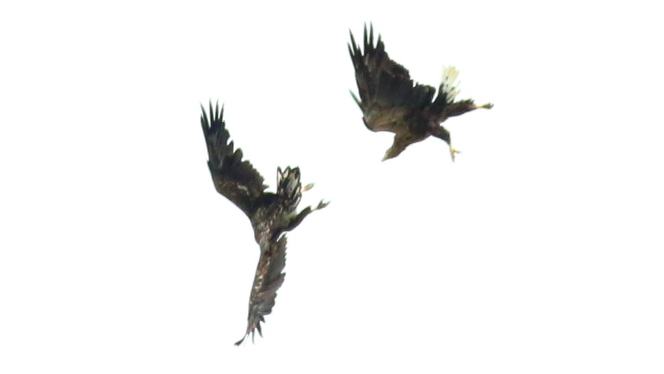 White-tailed Eagle - ML600906261