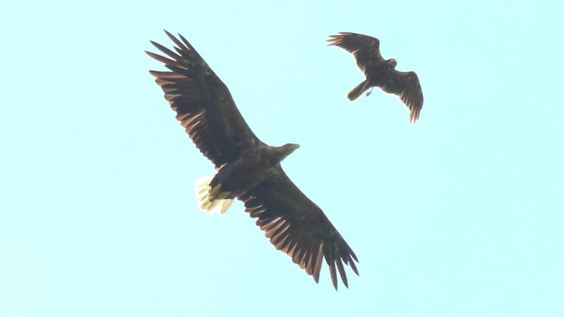 White-tailed Eagle - ML600906281