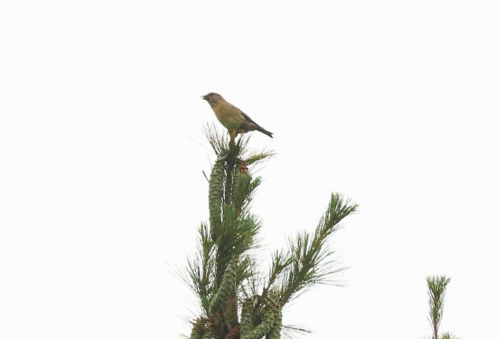 Red Crossbill - ML600906331