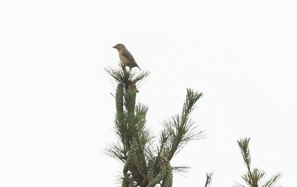 Red Crossbill - ML600906341